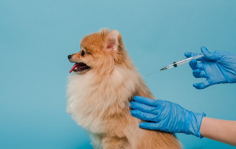 Ce vaccinuri se fac la câini mici - vaccinarea canină explicată