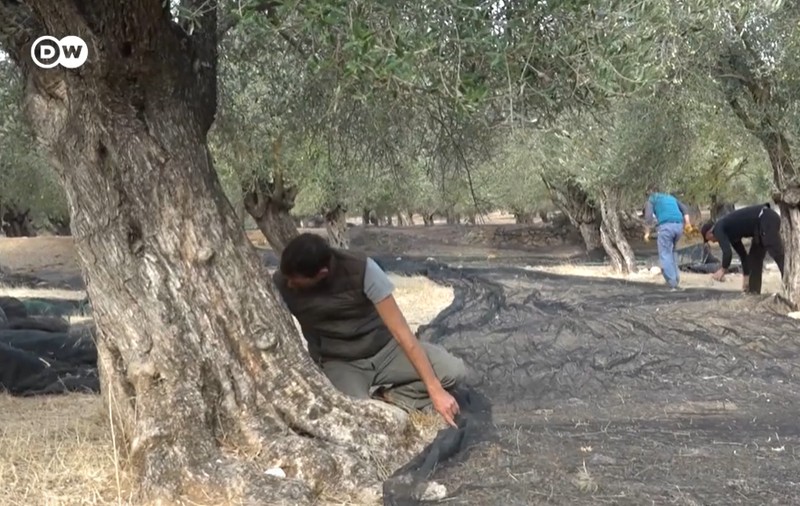 Schimbările climatice pun în pericol măslinii din Grecia. Problemele cu care se confruntă fermierii din insula Lesbos