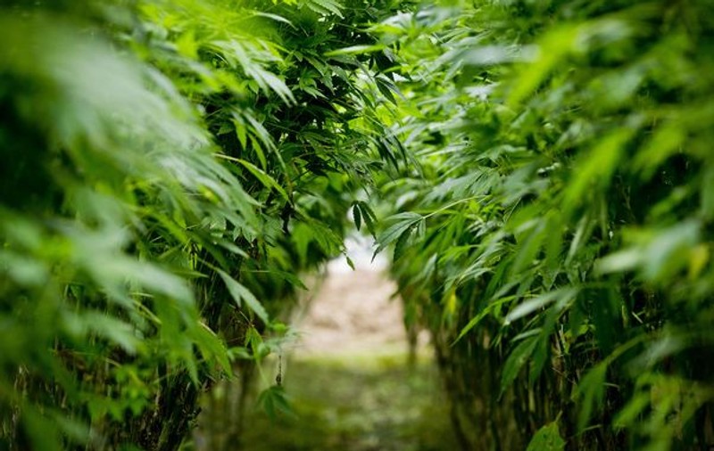 Mai mult de jumătate dintre americani vor legalizarea marijuanei