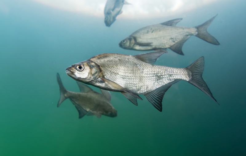 Plătica - unde trăiește, ce mănâncă, cum se gătește. Rețete cu plătică