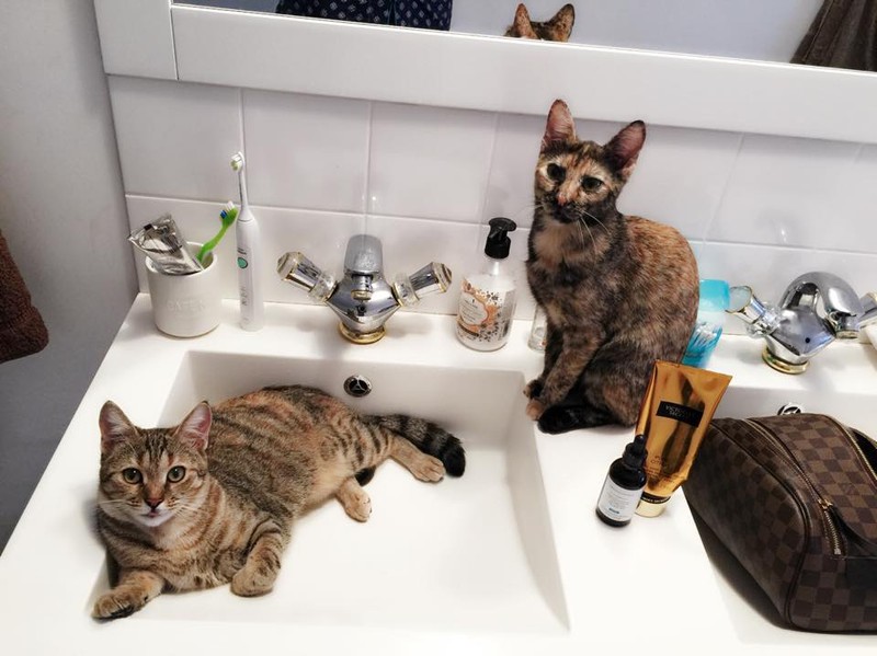 Foto