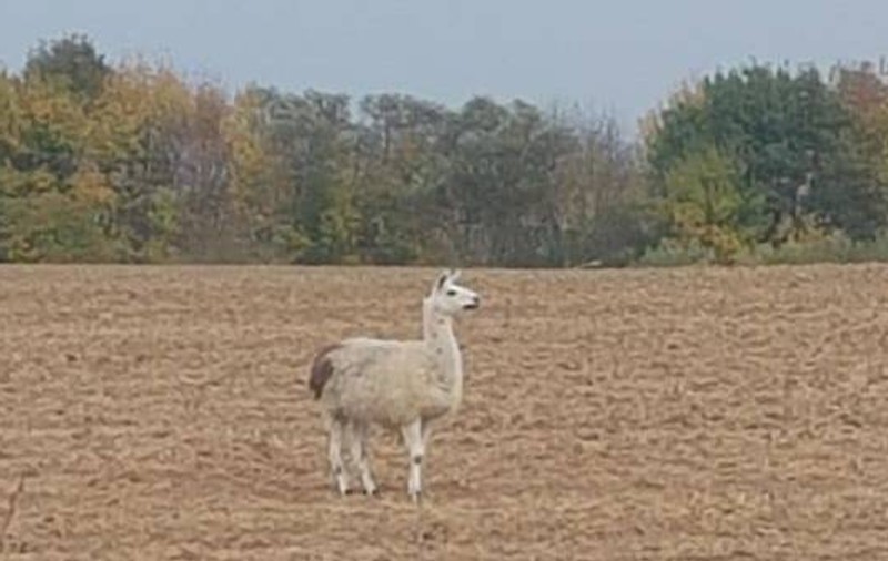 Animal exotic fotografiat  pe un câmp lângă Timișoara. ”A pierdut cineva o lamă?”
