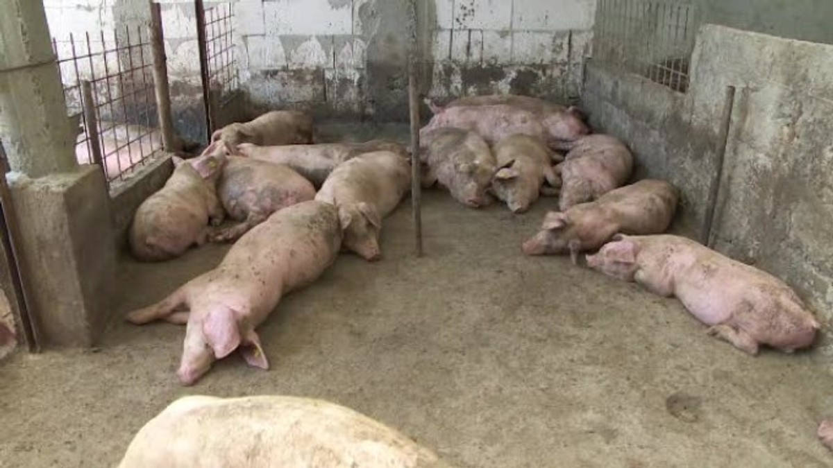 Suspiciune de pestă porcină africană în județul Olt