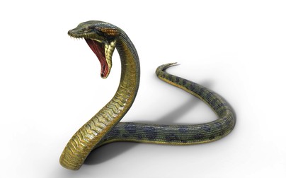Cum arată anaconda