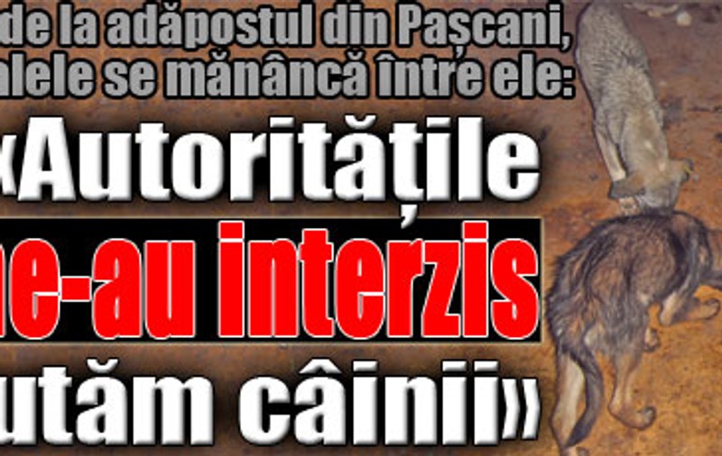 «Autorităţile ne-au interzis să ajutăm câinii»