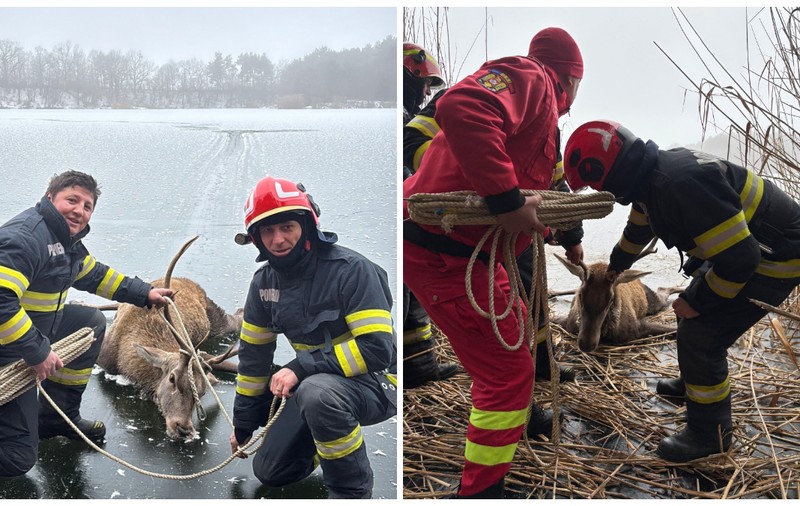 Un cerb blocat pe un lac înghețat din Brașov a fost salvat de pompieri