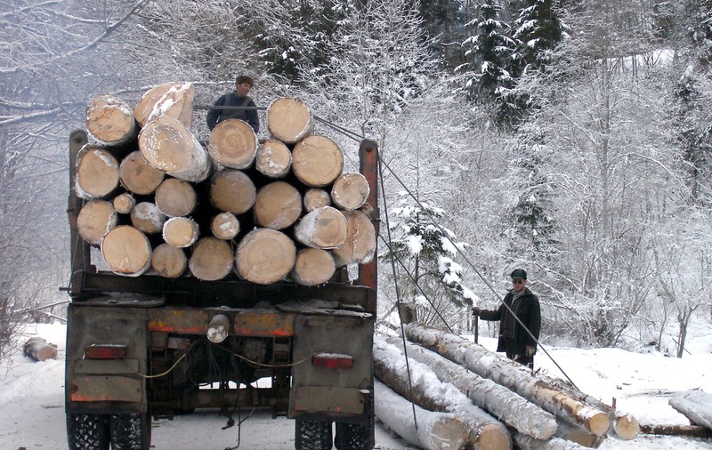 Agent Green, Declic și Greenpeace acuză Ministerul Mediului că a secretizat informații din aplicația care urmărește transporturile de lemne în România