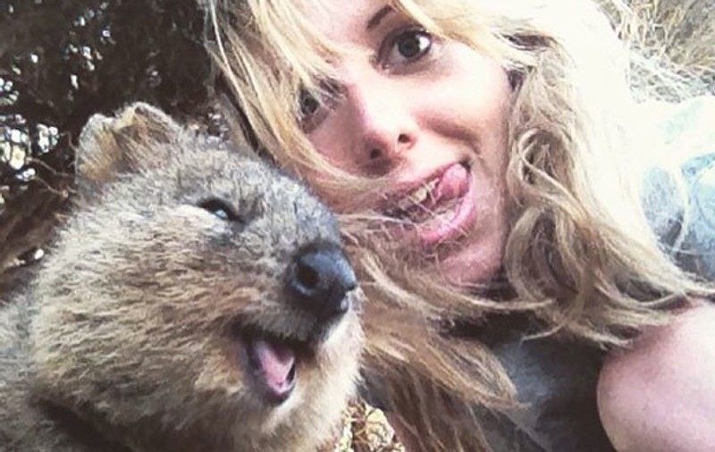Pasagerii unei nave de croazieră, băgați în carantină cu quokka, supranumite cele mai fericite animale din lume