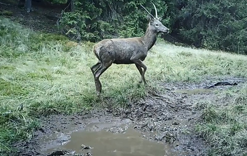 Cerb filmat când se bălăcește, în Parcul Național Bucegi: „Cineva intră în jocul tânărului prinț” | VIDEO