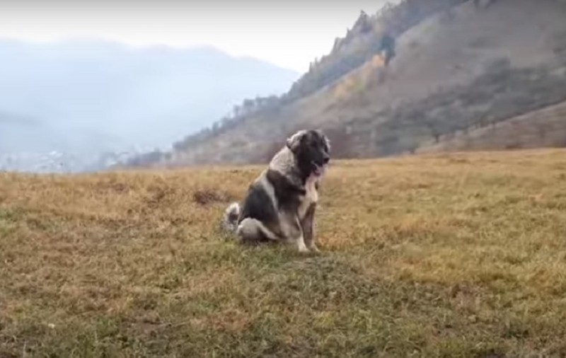Moarte înfiorătoare pentru o femeie din Gorj. A fost sfâșiată de mai mulţi câini din rasa Ciobănesc carpatin