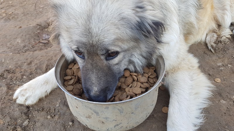 În vârstă de peste 10 ani, Nala n-a mâncat prea des pe săturate