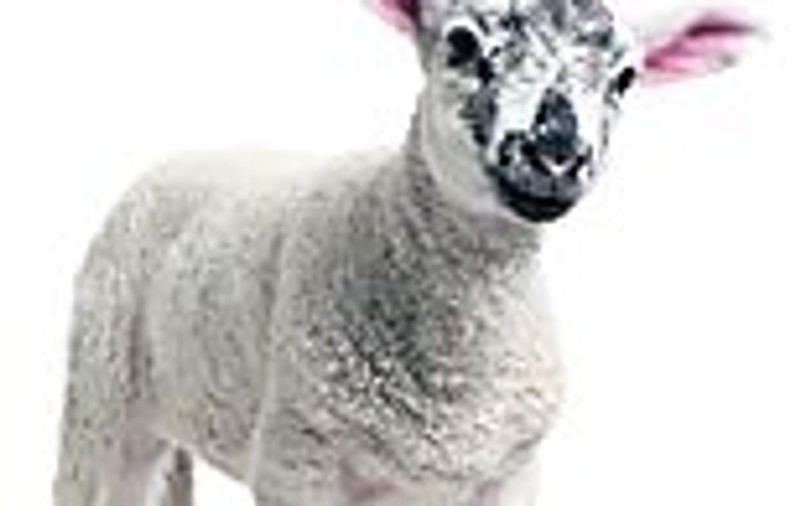 Sfatul specialistului / Cum alegem carnea de miel?