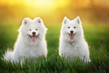 Femela și mascul Samoyed