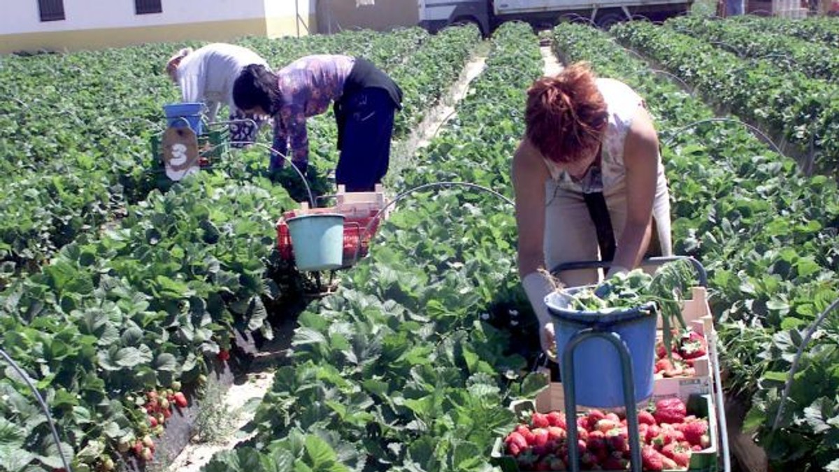 Diaspora îi cere premierului Tudose să intervină
