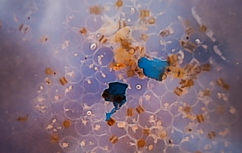 Cercetătorii vor să elimine microplasticele poluante cu ajutorul unor bacterii