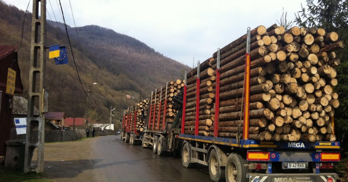 Presa germană a scris despre mafia lemnului din România: „Pădurarii trăiesc periculos!”. În această seară are loc un marș pentru păduri