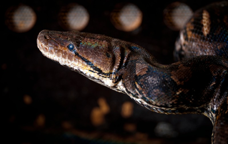 Femeie înghițită de un piton in Indonezia. Cum a fost găsit trupul ei