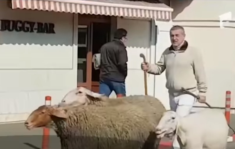 VIDEO | Gigi Becali a ieșit iar cu oile pe stradă prin Pipera