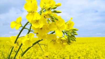 Rapiță plantare și îngrijire