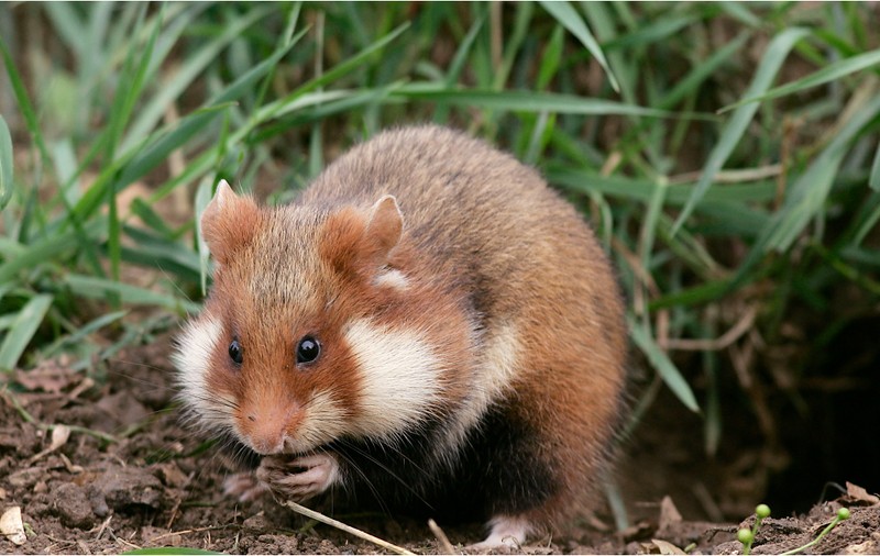 Un avion a rămas blocat pe aeroportul din Portugalia, după ce 132 de hamsteri au ieșit din bagaje