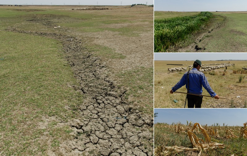 FOTOREPORTAJ Cum arată seceta într-o comună cu finanţări de jumătate de milion de euro pentru agricultori: după subvenţii, deşertul