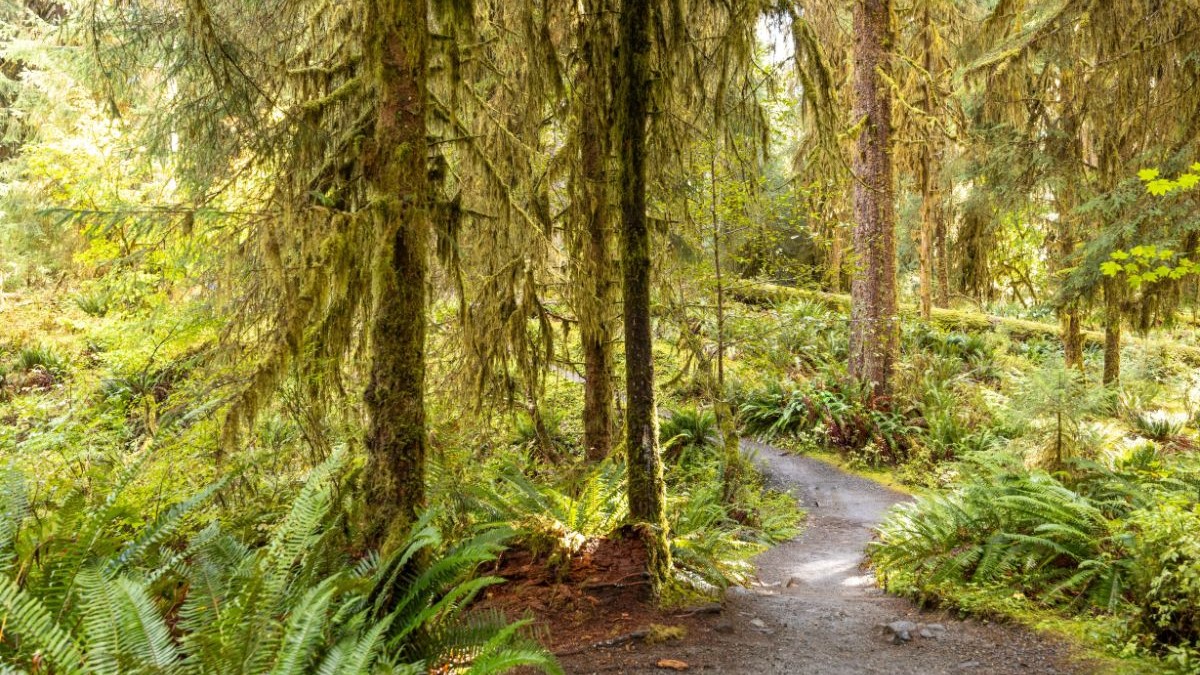 Priveliște asupra pădurii tropicale Hoh din Parcul Național Olympic, Washington, SUA.