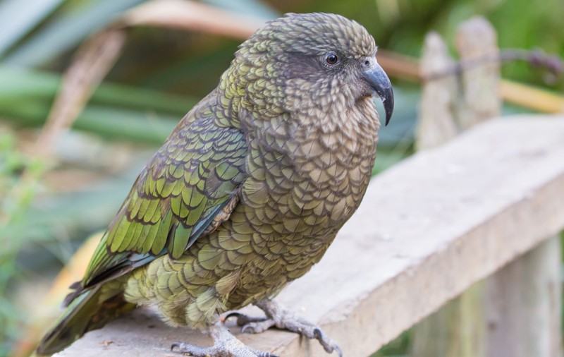 Cinci papagali de la o grădină zoologică din Marea Britanie au fost despărțiți pentru că se înjurau în fața vizitatorilor