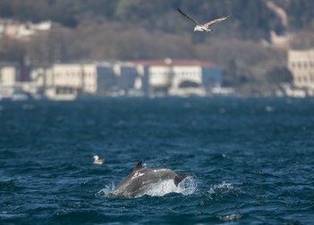 Delfin văzut în apele Bosforului pe 24 aprilie EPA-EFE/ERDEM SAHIN