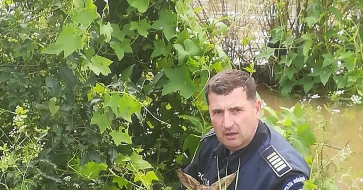 Un agent de poliție din Baraolt a salvat un pui de căprioară din râul umflat de ploi