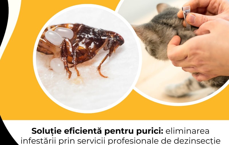 Soluție eficientă pentru purici: eliminarea infestării prin servicii profesionale de dezinsecție