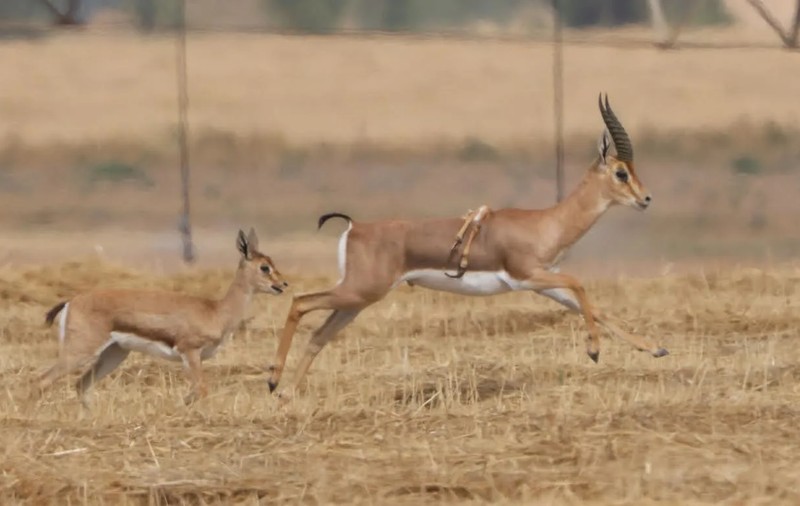 O gazelă cu șase picioare a fost observată într-o rezervație naturală din Israel | FOTO
