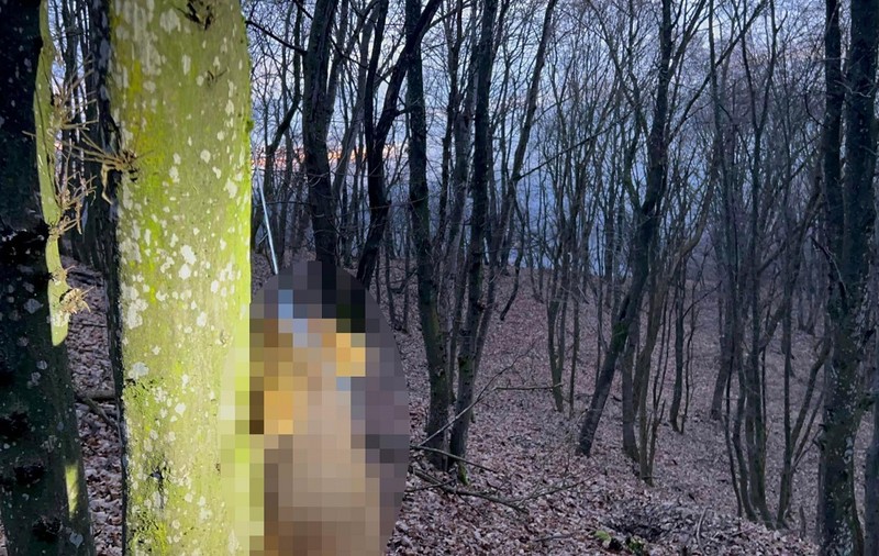 Câini spânzurați în pădure, în județul Bistrița. Poliția a deschis dosar penal și îi caută pe făptași