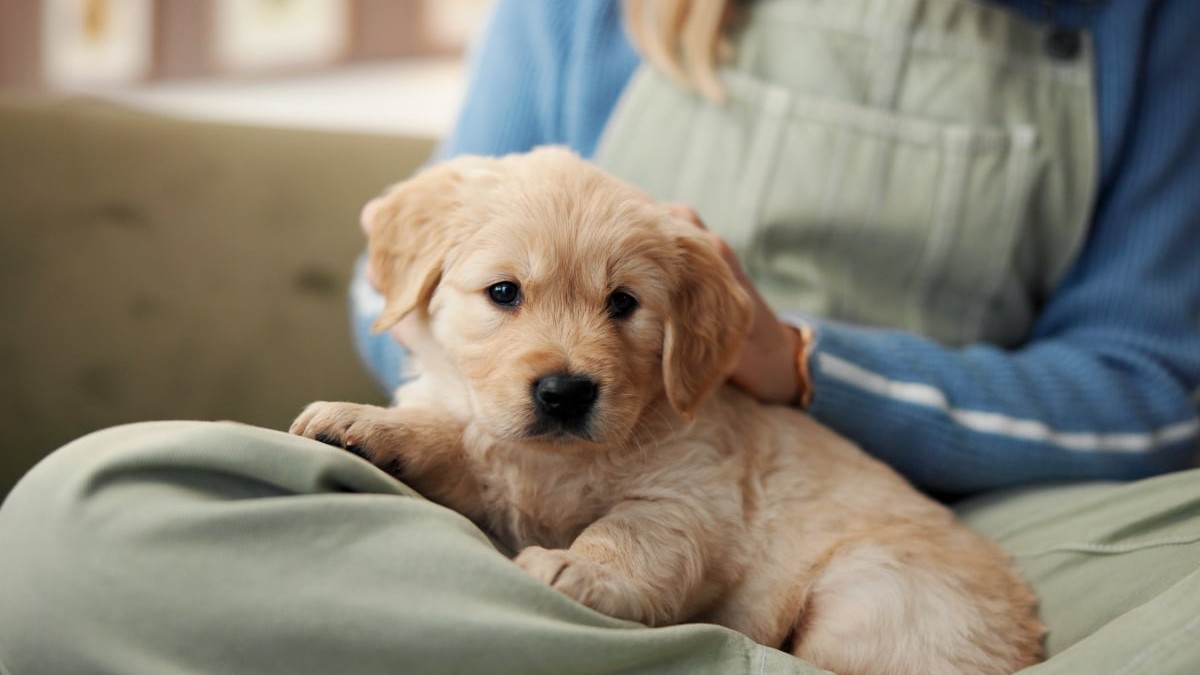 Un labrador care stă pe picioarele unei fete așezată pe canapea.