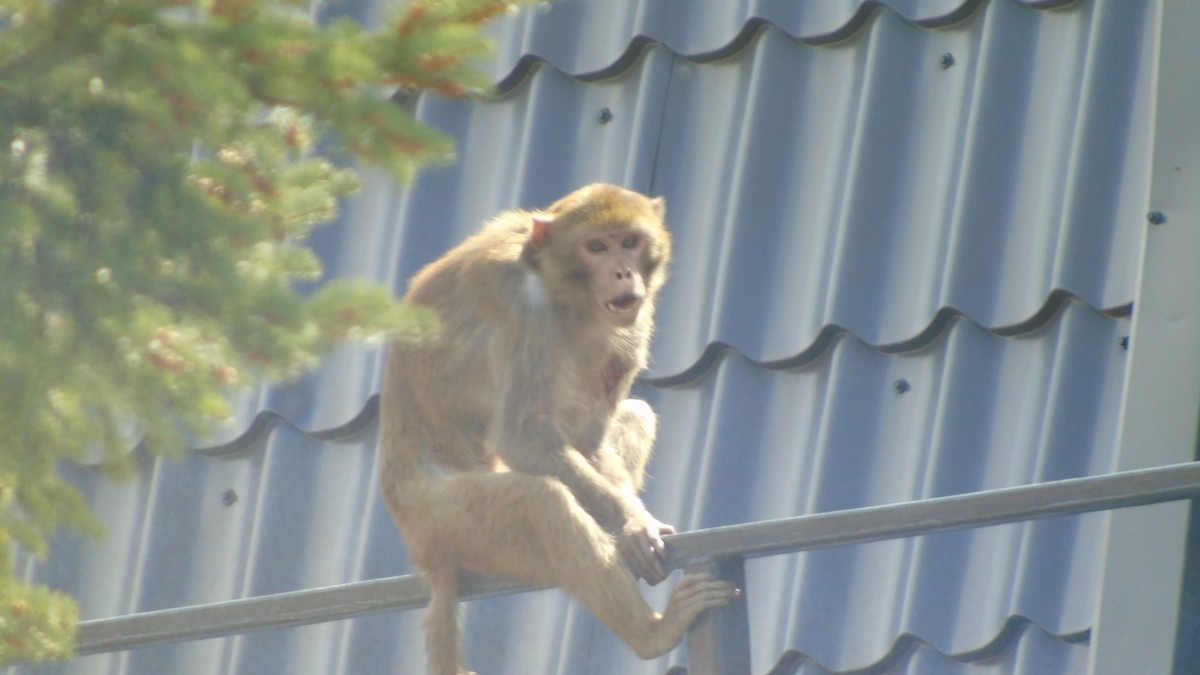 O maimuță a evadat de la grădina zoologică din Piatra Neamț
