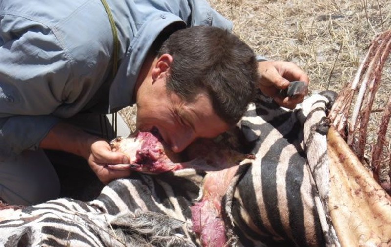  Senzaţional! Bear Grylls a mâncat testicule de ţap şi excremente de elefant!