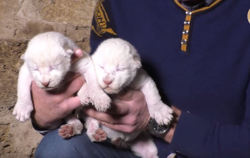 Doi pui de leu de culoare albă s-au născut într-un parc safari din Crimeea. Felinele fac parte dintr-o specie rară / VIDEO
