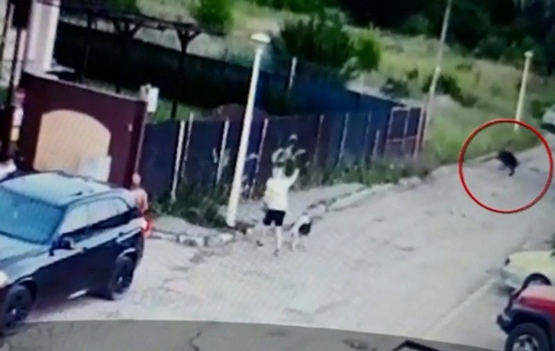 Un porc mistreț și-a făcut apariția pe străzile unui cartier din București!