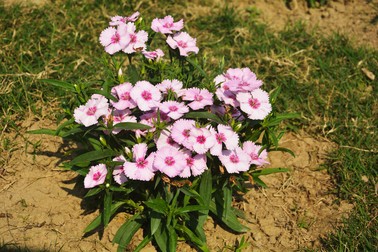 Garoafe -Dianthus-Chinensis