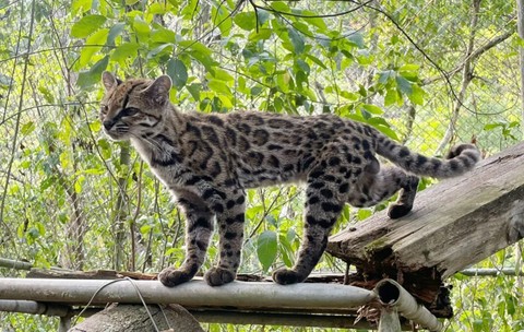 Leopardus tilcayo trăind în captivitate la refugiul de animale La Senda Verde din Nor Yungas, Bolivia „Tigrino” a dus la descoperirea noii specii de feline. Sursă foto: Paola Nogales-Ascarrunz.