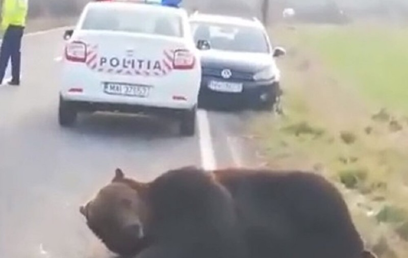 Un urs a fost  lovit de două mașini, pe DN1, în Prahova