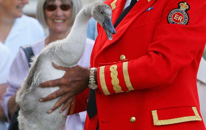 Lebedele de la Windsor ale reginei mor de gripă aviară