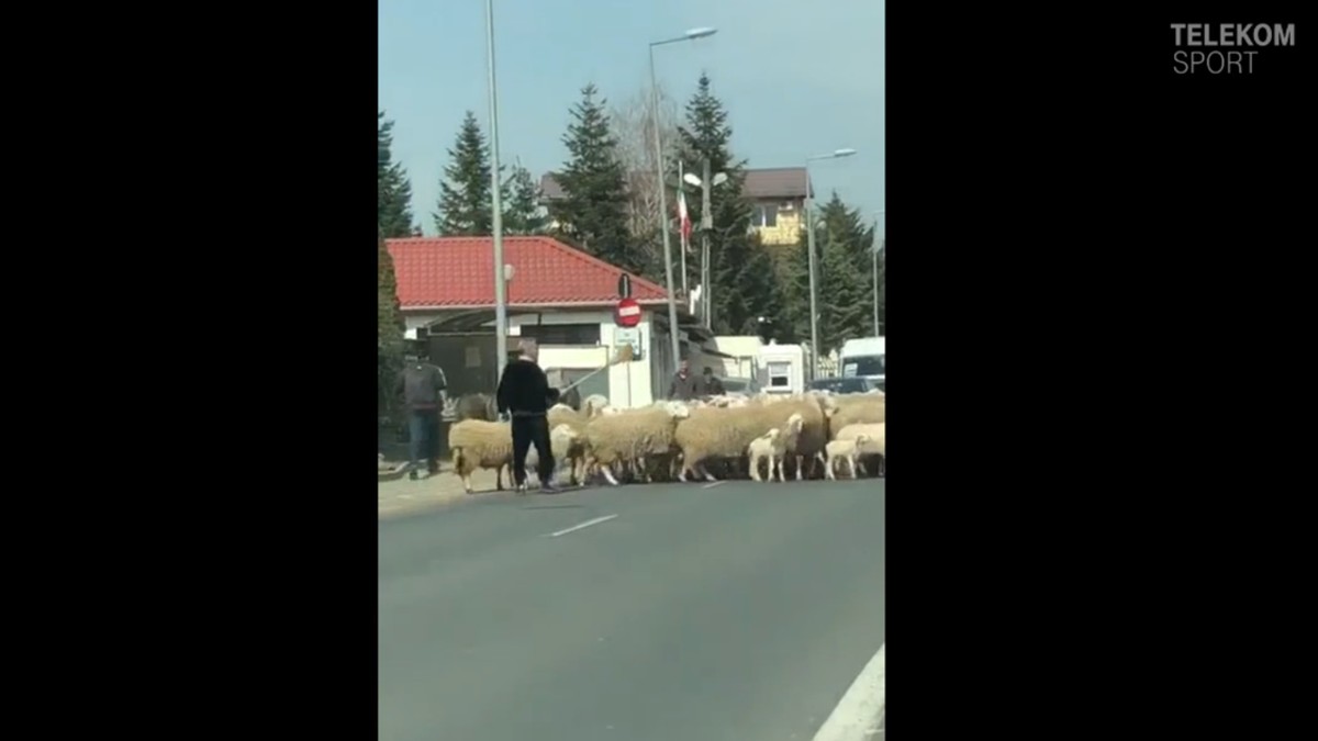 Gigi Becali și-a scos oile la plimbare și a blocat traficul în Pipera. Imagini uluitoare cu patronul de la FCSB.