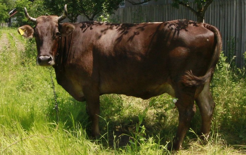 Grădina Zoologică din Bârlad scoate ANIMALE la LICITAȚIE