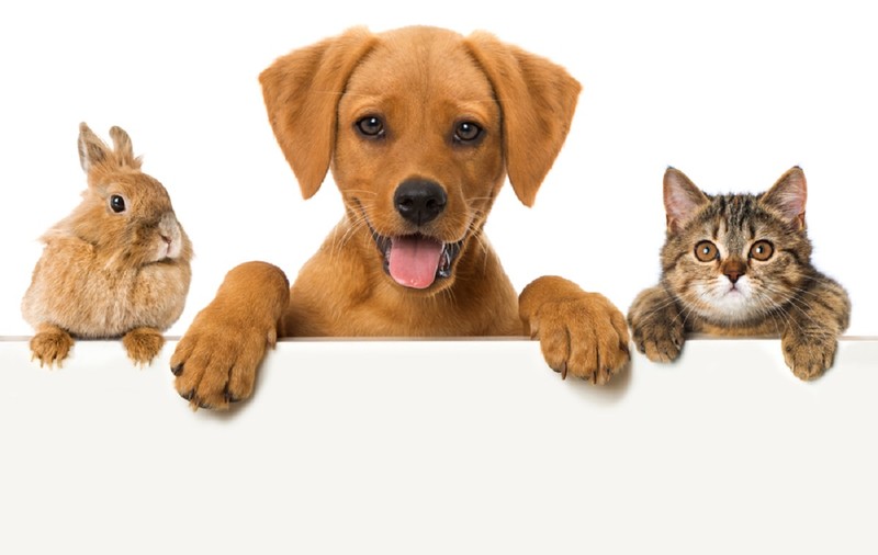 Care sunt animalele de companie uşor de îngrijit
