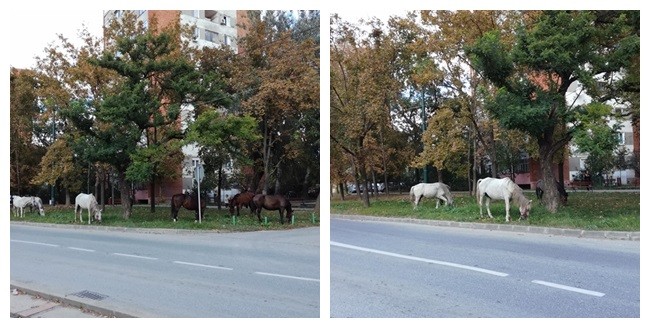 Arhiva foto
