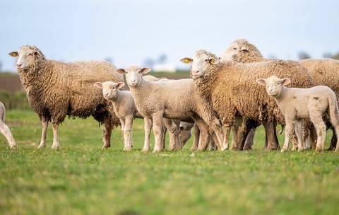 Exporturile de ovine și caprine din România, suspendate începând cu 17 iunie din cauza focarelor de variolă ovină și pestă a micilor rumegătoare, ar putea fi reluate. Sursă foto Shutterstock