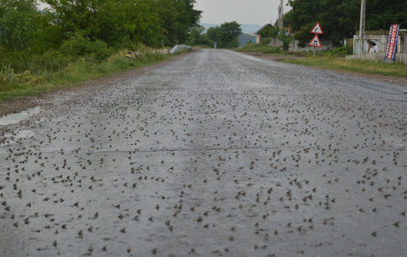 REPORTAJ/Invazie de broscuțe pe un drum din județul Vaslui. ”Nu am mai văzut așa ceva, pare desprins din filme”/FOTO-VIDEO