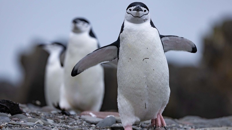Foto: National Geographic.