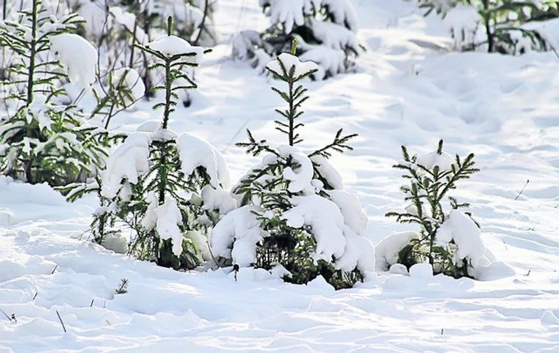 Meteorologii ne anunţă: Vom avea zăpadă de Crăciun!
