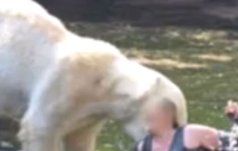 Video şocant - Atacată de urşii polari, după ce a sărit în cuşca lor
